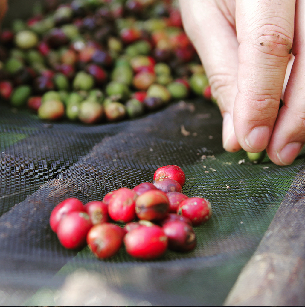 pic of Coffee beans from Petros Malousis