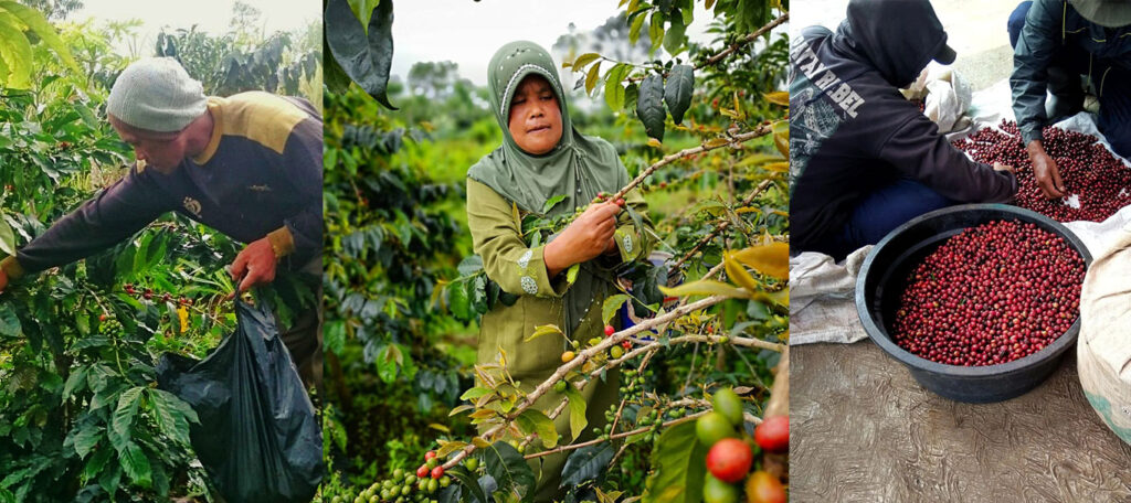 coffee-pickers-working